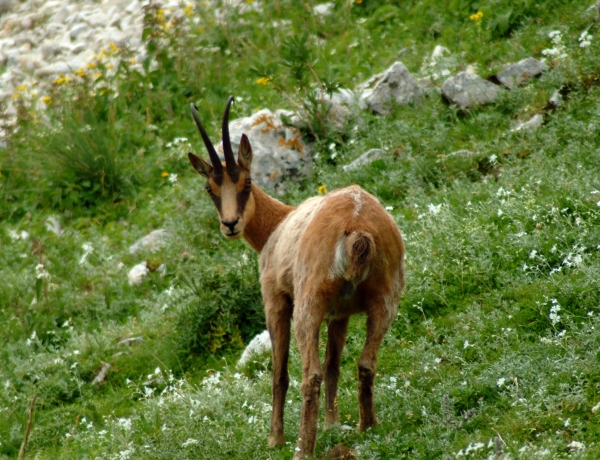 Camoscio d''Abruzzo Rupicapra pyrenaica ornata